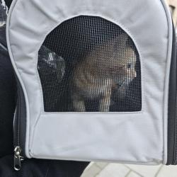 Found/Stray Unknown Cat last seen Duke of Edinburgh pub, Greater London, England SW9 8AH