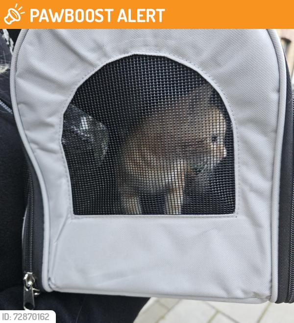 Found/Stray Unknown Cat last seen Duke of Edinburgh pub, Greater London, England SW9 8AH