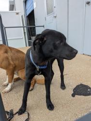Found/Stray Female Dog last seen Near and East Rosedale , Fort Worth, TX 76112