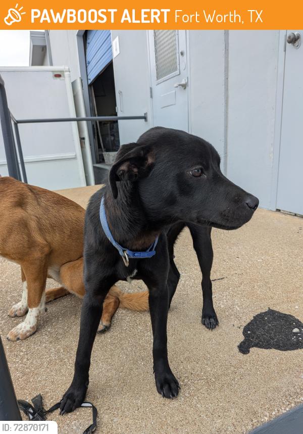 Found/Stray Female Dog last seen Near and East Rosedale , Fort Worth, TX 76112