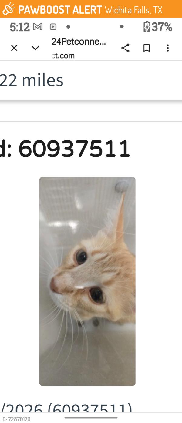 Found/Stray Female Cat last seen North First ave, Wichita Falls, TX 76306