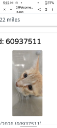 Found/Stray Female Cat last seen North First ave, Wichita Falls, TX 76306
