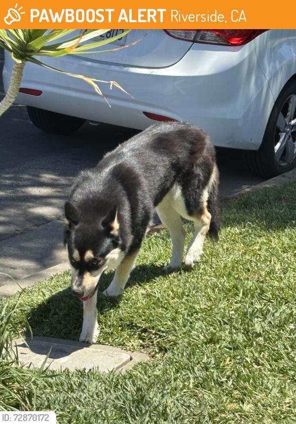 Found/Stray Unknown Dog last seen Hillside and Clifton Blvd, Riverside, CA 92504