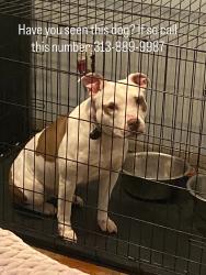 Lost Female Dog last seen Near Abington Ave , Detroit, MI 48227