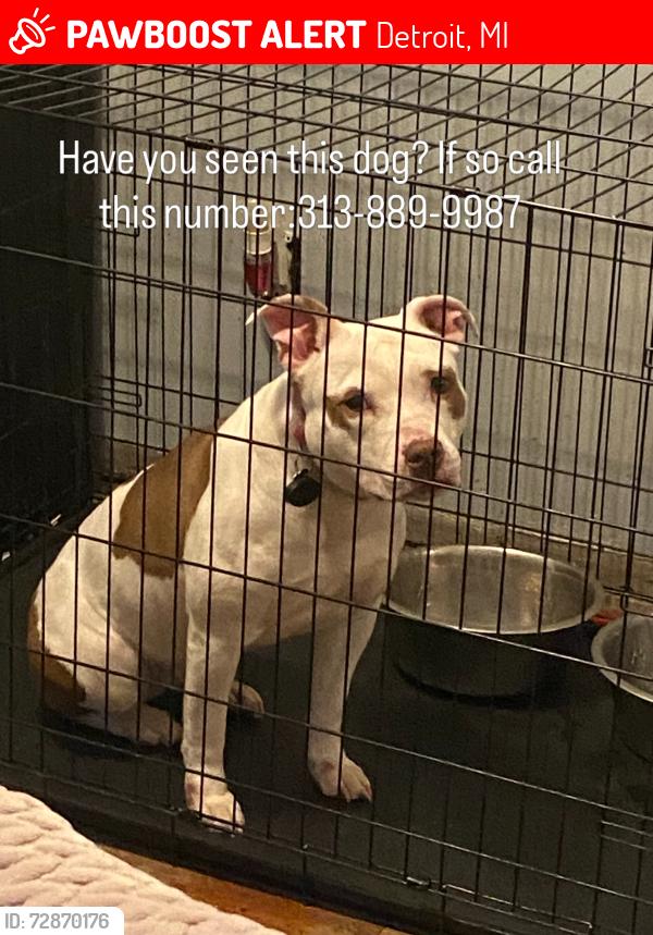 Lost Female Dog last seen Near Abington Ave , Detroit, MI 48227