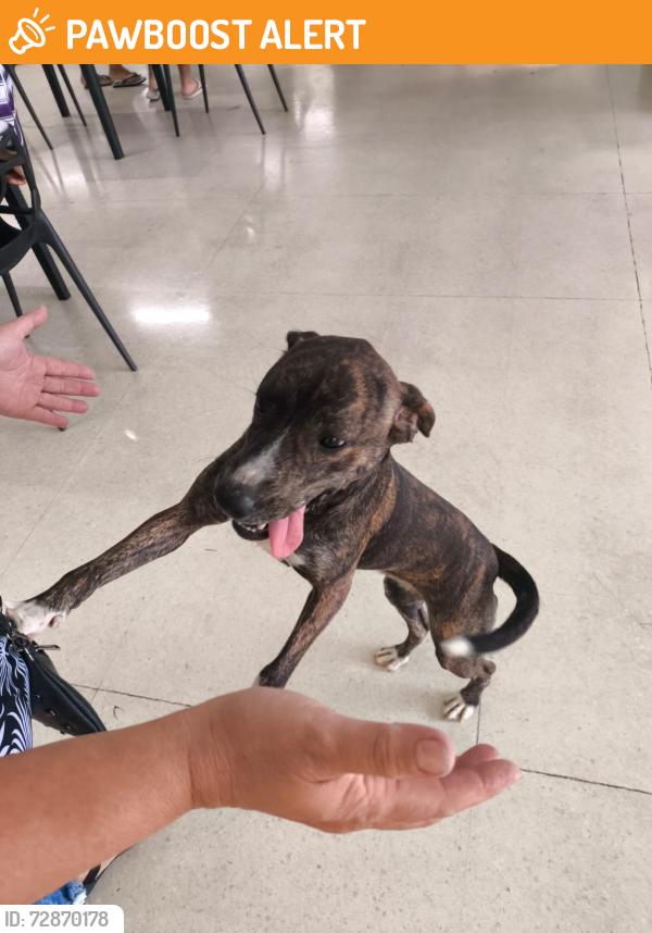 Found/Stray Female Dog last seen Shibata Itaquaquecetuba , Itaquaquecetuba, SP 