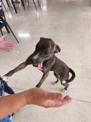 Found/Stray Female Dog last seen Shibata Itaquaquecetuba , Itaquaquecetuba, SP 
