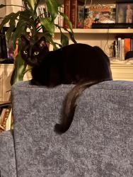 Lost Male Cat last seen Boulevard , Atlanta, GA 30308