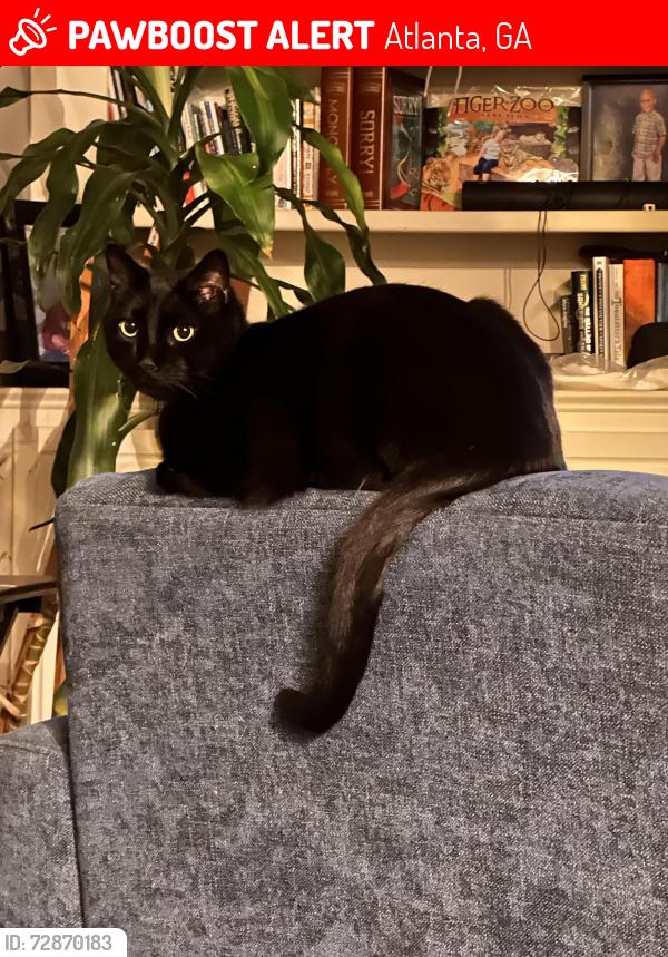 Lost Male Cat last seen Boulevard , Atlanta, GA 30308