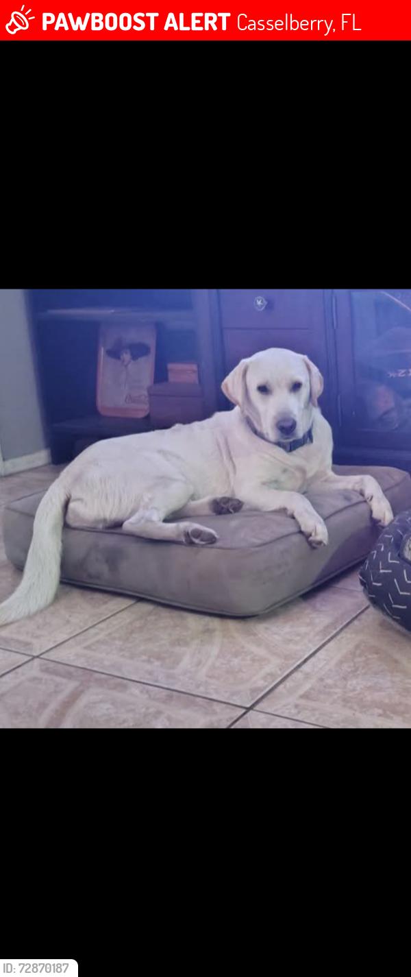 Lost Male Dog last seen Wilshire drive, Casselberry, FL 32707