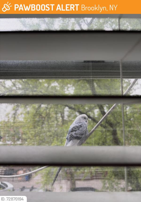 Found/Stray Unknown Bird last seen 20th Avenue & Bay Ridge Avenue, Brooklyn, NY 11204