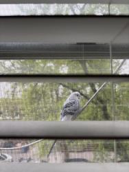 Found/Stray Unknown Bird last seen 20th Avenue & Bay Ridge Avenue, Brooklyn, NY 11204