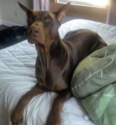 Lost Male Dog last seen Near S 800, Elwood, IN 46036