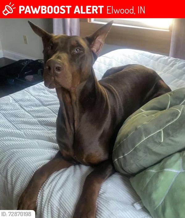 Lost Male Dog last seen Near S 800, Elwood, IN 46036