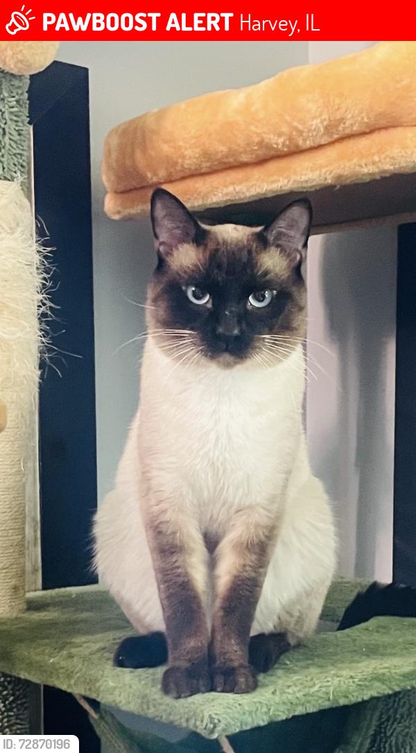 Lost Male Cat last seen Vine @ 145th, Harvey, IL 60426