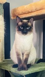 Lost Male Cat last seen Vine @ 145th, Harvey, IL 60426