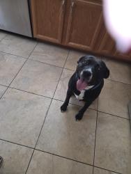 Found/Stray Male Dog last seen Alta/E Es Las Vegas Nevada 89107, Las Vegas, NV 89107