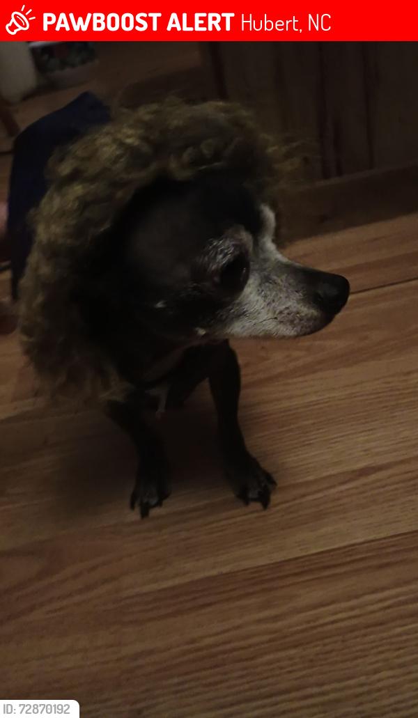 Lost Male Dog last seen Sand Ridge Elementary School, Hubert, NC 28539