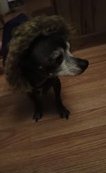 Lost Male Dog last seen Sand Ridge Elementary School, Hubert, NC 28539