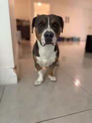 Found/Stray Male Dog last seen Somerset Academy Bay, Miami, FL 33176