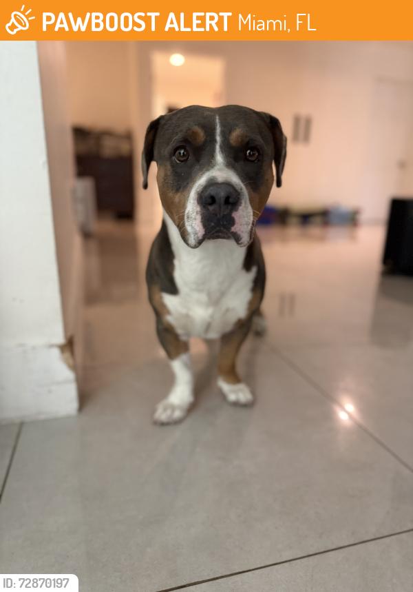 Found/Stray Male Dog last seen Somerset Academy Bay, Miami, FL 33176