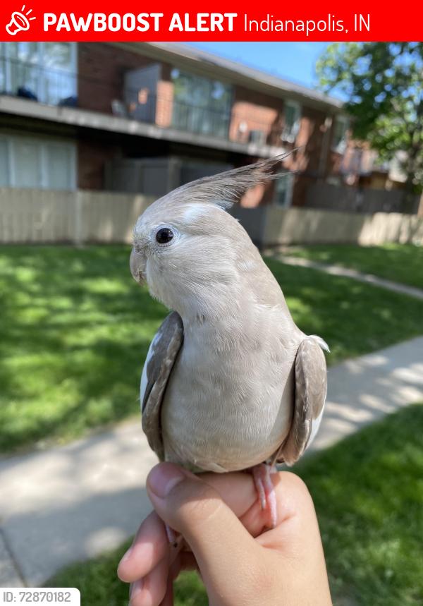 Lost Female Bird last seen N Holt Rd, Indianapolis, IN 46222