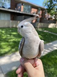 Lost Female Bird last seen N Holt Rd, Indianapolis, IN 46222