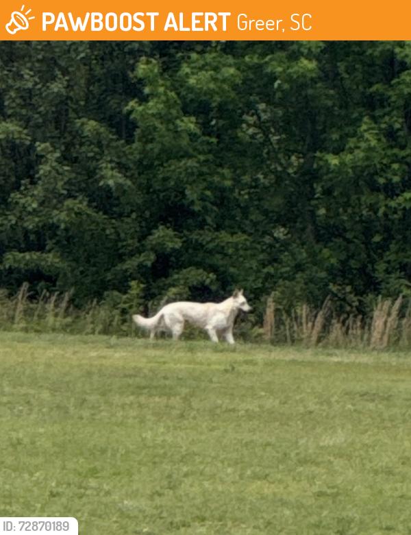 Found/Stray Male Dog last seen East Riverside Park, Greer, SC 29650