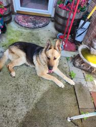 Found/Stray Female Dog last seen Barrington , Killeen, TX 76549