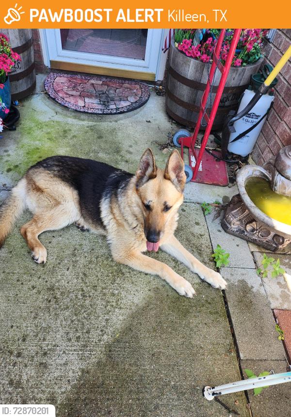 Found/Stray Female Dog last seen Barrington , Killeen, TX 76549