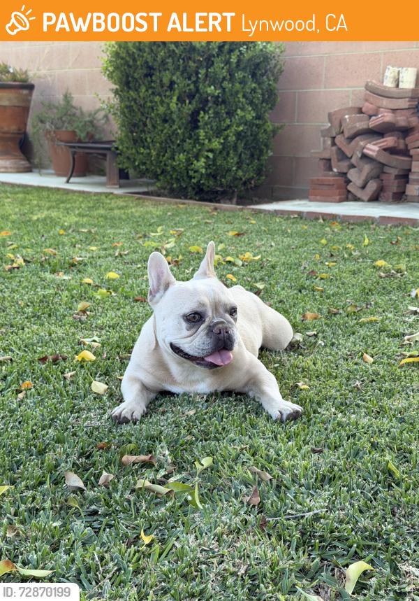 Found/Stray Female Dog last seen Near Wright Rd. and Pelleur St., Lynwood, CA 90262