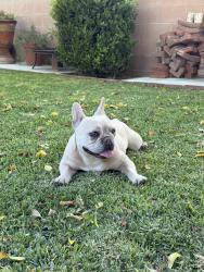Found/Stray Female Dog last seen Near Wright Rd. and Pelleur St., Lynwood, CA 90262