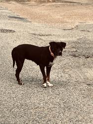 Found/Stray Female Dog last seen Amersham Dr and Green Mill Dr., Memphis, TN 38119