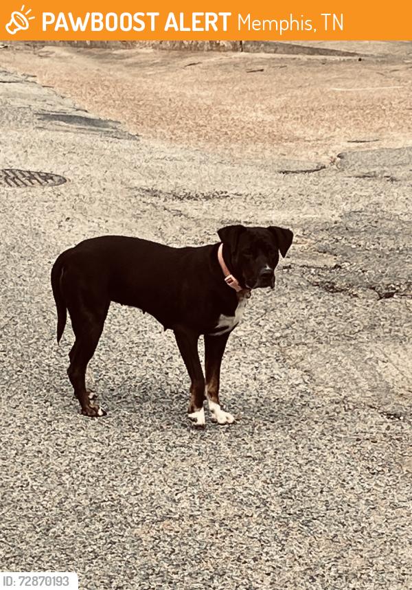 Found/Stray Female Dog last seen Amersham Dr and Green Mill Dr., Memphis, TN 38119