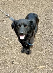 Shelter Stray Female Dog last seen Near Chamblee Dunwoody Rd Atlanta, GA 30341, 30341, GA, 3280 Chamblee Dunwoody Rd, Chamblee, GA 30341, USA