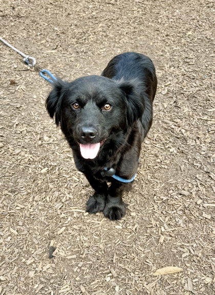 Shelter Stray Female Dog last seen Near Chamblee Dunwoody Rd Atlanta, GA 30341, 30341, GA, 3280 Chamblee Dunwoody Rd, Chamblee, GA 30341, USA