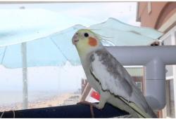 Lost Male Bird last seen Coney Island, Brooklyn, NY 11235