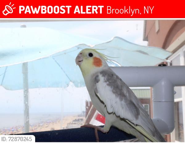 Lost Male Bird last seen Coney Island, Brooklyn, NY 11235