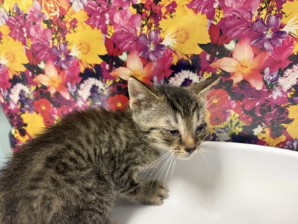 Shelter Stray Male Cat last seen Milton, 43605, OH, Maumee, OH 43537