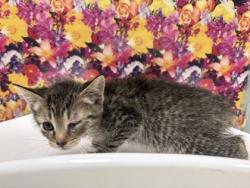 Shelter Stray Female Cat last seen Milton, 43605, OH, Maumee, OH 43537