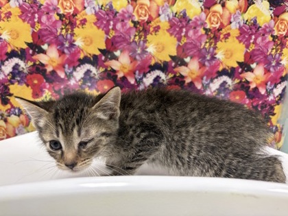 Shelter Stray Female Cat last seen Milton, 43605, OH, Maumee, OH 43537