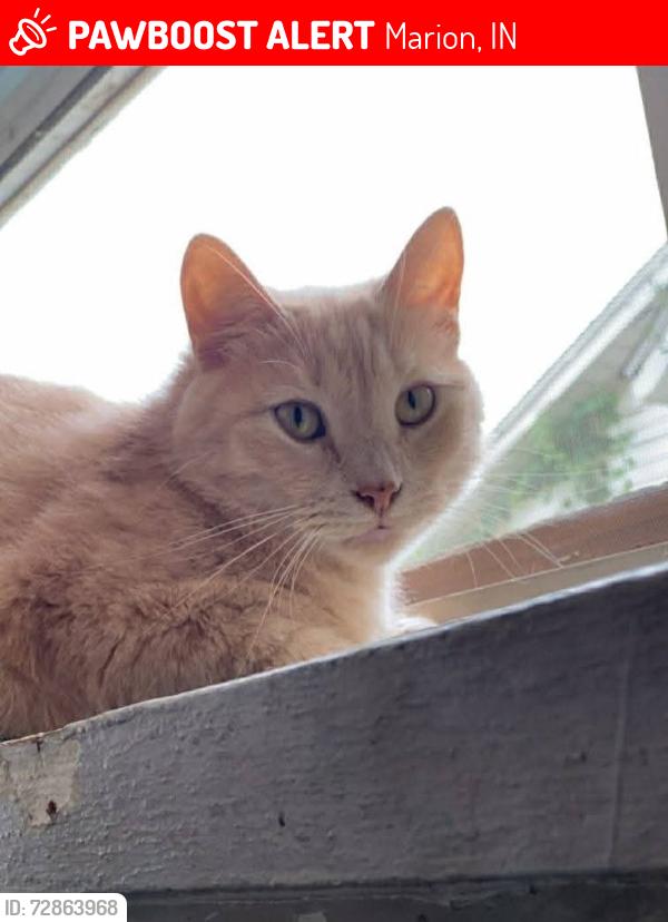 Lost Male Cat last seen West 34th St, south Selby, mcCulloch junior high school area, Marion, IN 46953