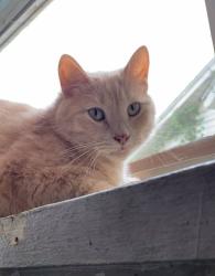 Lost Male Cat last seen West 34th St, south Selby, mcCulloch junior high school area, Marion, IN 46953