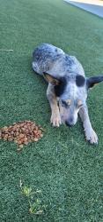 Found/Stray Female Dog last seen 29th street, San Bernardino, CA 92405