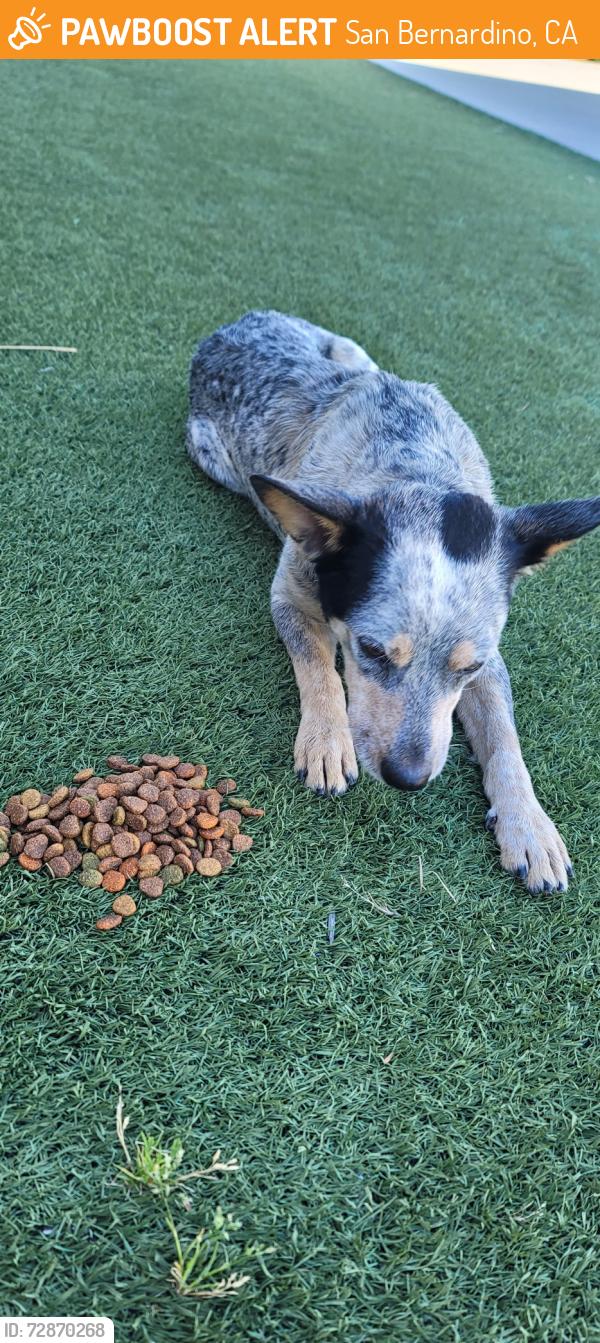 Found/Stray Female Dog last seen 29th street, San Bernardino, CA 92405