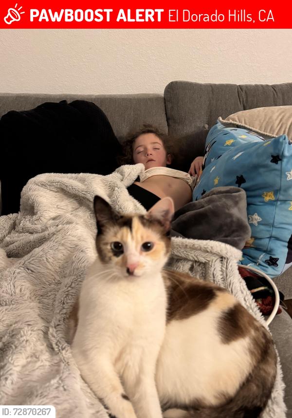 Lost Female Cat last seen Jackson elementary , El Dorado Hills, CA 95762