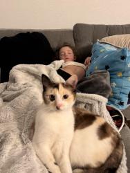 Lost Female Cat last seen Jackson elementary , El Dorado Hills, CA 95762