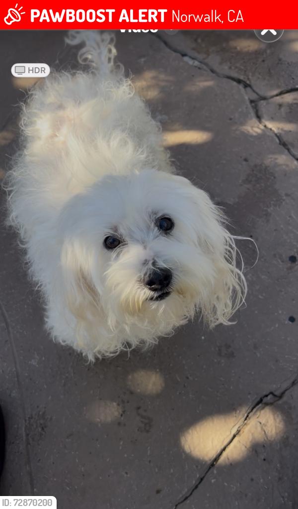 Lost Female Dog last seen Elaine , Norwalk, CA 90650
