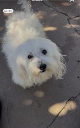 Lost Female Dog last seen Elaine , Norwalk, CA 90650