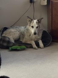 Lost Female Dog last seen Elk Creek road , Piedmont, SD 57769